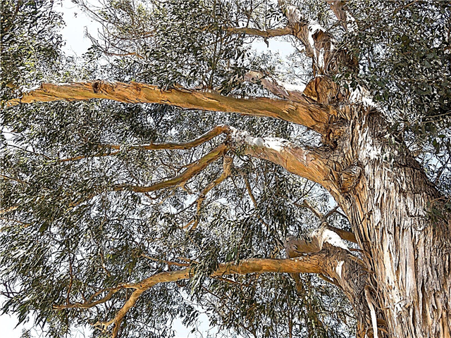 قطرة فرع الأوكالبتوس: لماذا تستمر فروع شجرة الأوكالبتوس في الانخفاض