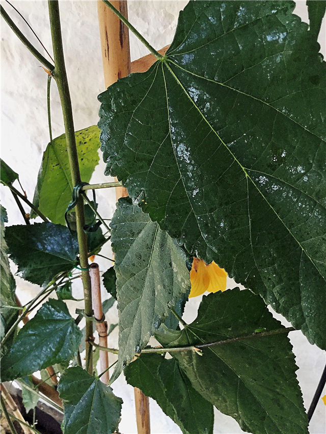 Feuillage végétal collant: quelles sont les causes des feuilles végétales collantes