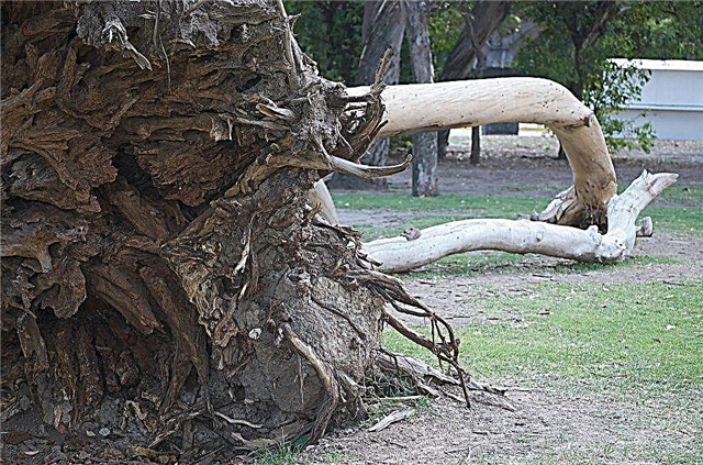 مشاكل شجرة الأوكالبتوس: كيفية تجنب تلف جذر شجرة الأوكالبتوس