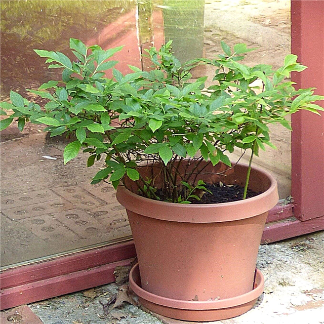 Контейнерно отглеждани растения от боровинки - Как да отглеждаме боровинки в саксии