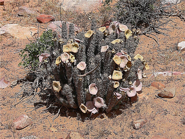 Culture Hoodia: En savoir plus sur les plantes de cactus Hoodia