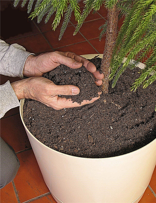 자란 컨테이너 식물 : 큰 식물을 재배치하기위한 팁
