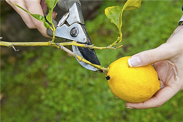 Potatura al limone: quando è il momento migliore per potare i limoni