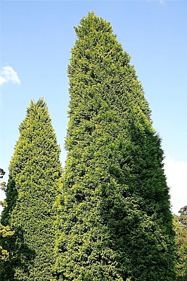 Poda Leyland Cypress - Consejos sobre cómo recortar un árbol de ciprés de Leyland