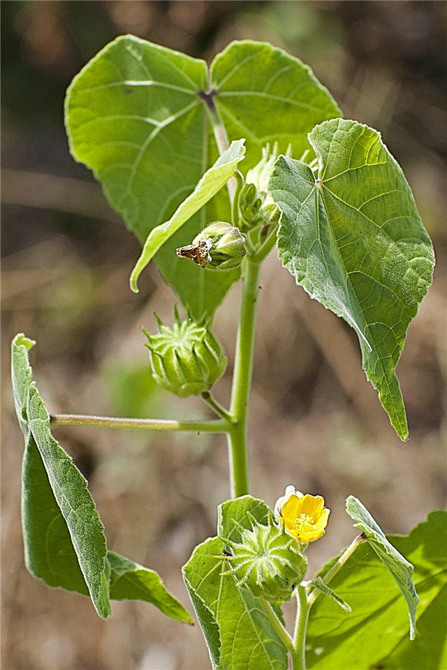 Velvetleaf Weeds: Sfaturi pentru controlul plantelor de catifea