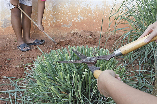 Prerezávanie citrónovej trávy: Ako znížiť rastliny citrónovej trávy