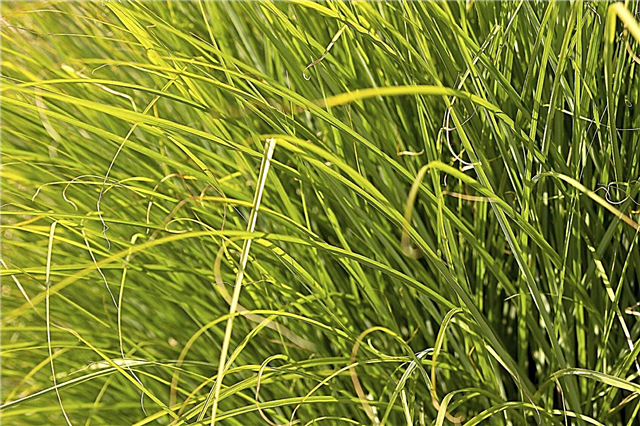 Was ist Prairie Dropseed: Tipps für den Anbau von Prairie Dropseed Pflanzen