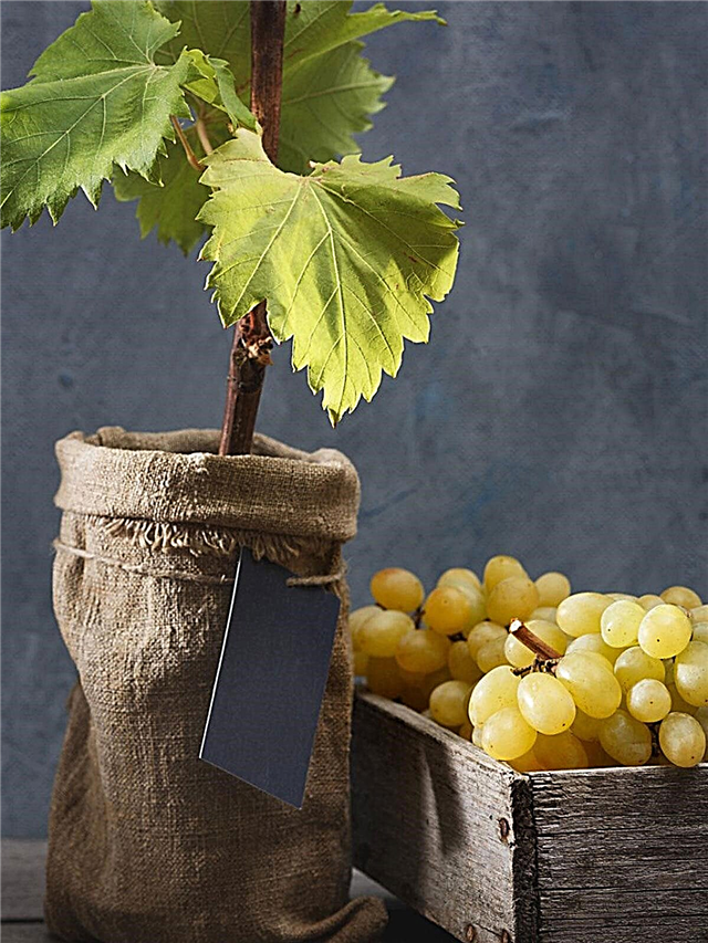 Behälter angebaute Trauben: Tipps zum Pflanzen von Weinreben in Töpfen