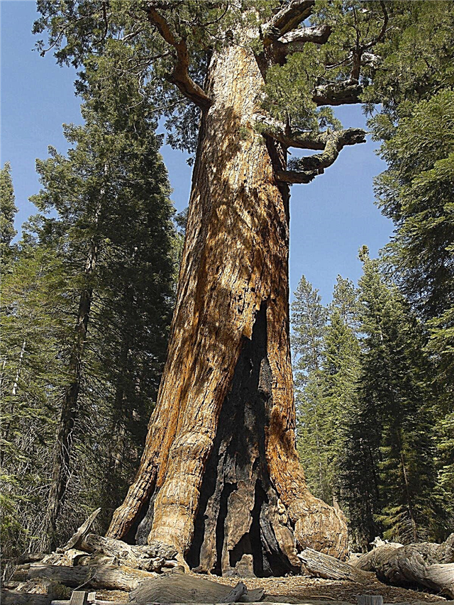 זיהוי עץ רדווד: למד על יערות רדווד