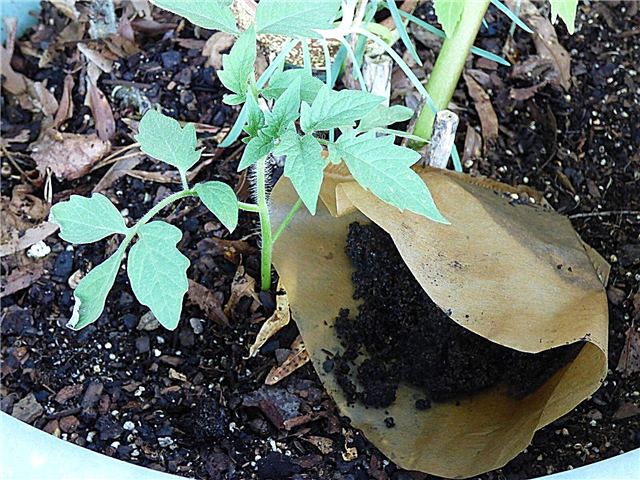 Puoi coltivare verdure nei fondi di caffè: usando i fondi di caffè nel tuo orto