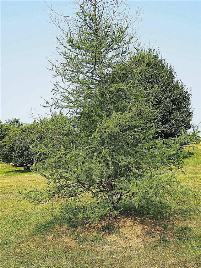 Tamarack-træinformation - Sådan dyrkes et Tamarack-træ