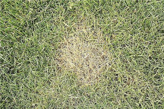 Tratamento de doenças do gramado: Aprenda sobre o controle de doenças do gramado