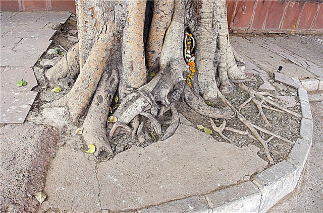 Shaving Down Tree Roots: Dicas sobre como raspar árvores