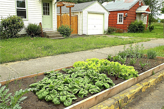 Jardinagem de calçada de vegetais: vegetais crescentes em um jardim de estacionamento