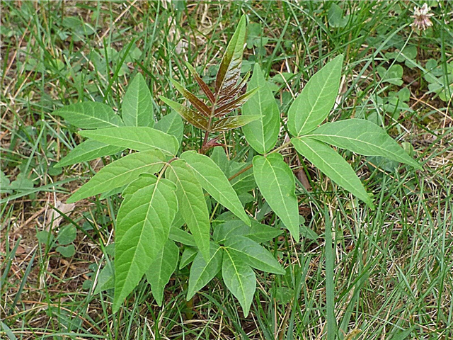 Este Tree Of Heaven O Weed: Tips on Control Stink Tree Control