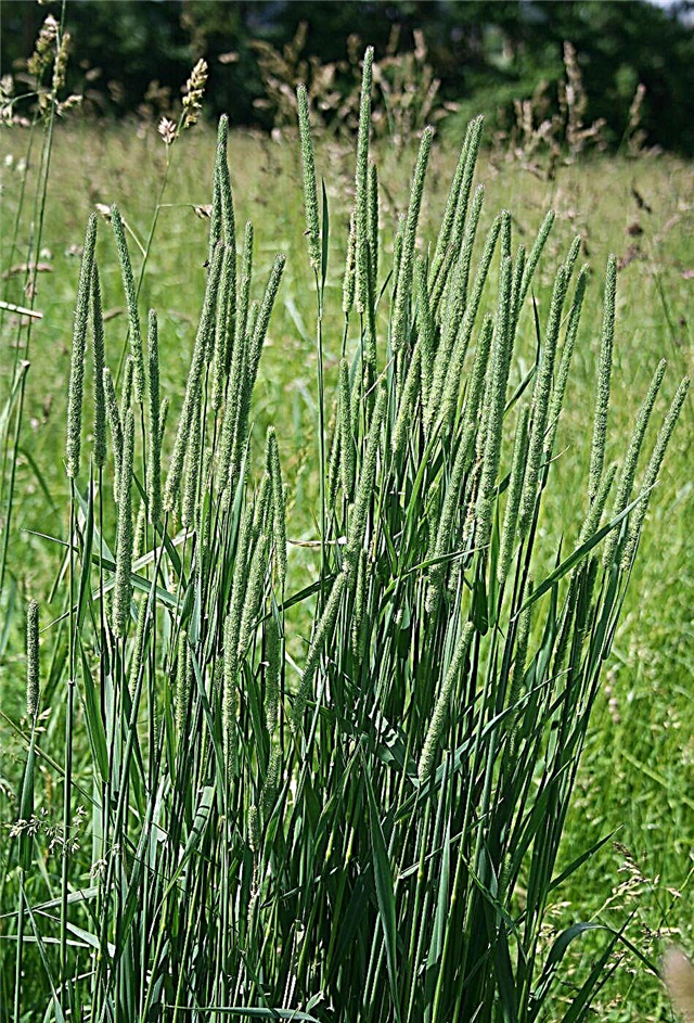 Njega travne trave: informacije o uzgoju trave Timothy