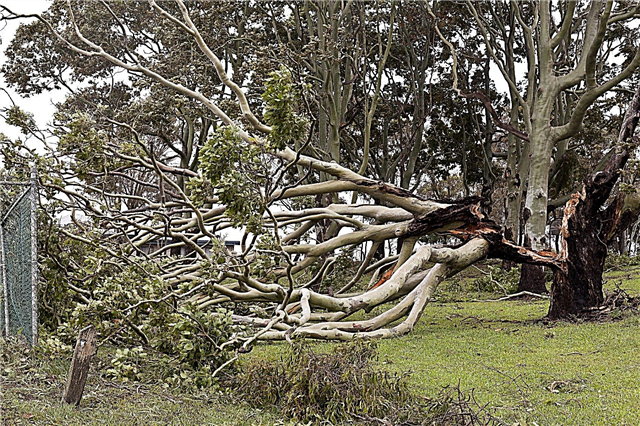 Rischi di eucalipto: suggerimenti per la crescita di eucalipto nelle aree soggette al vento