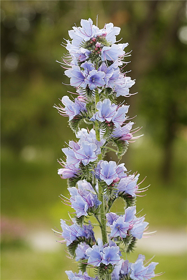 Viper's Bugloss Cultivation: Tips on Growing Viper's Bugloss in Gardens