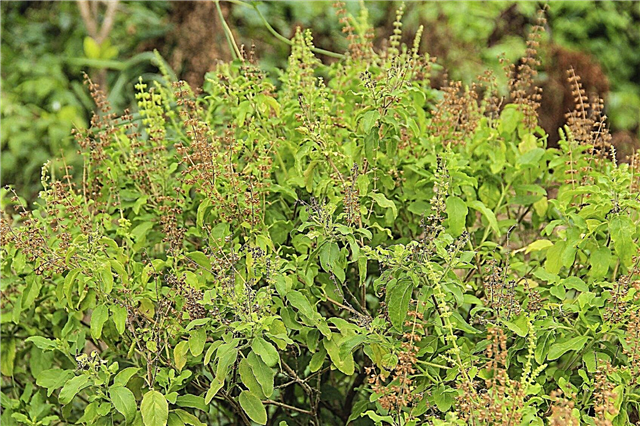 Plantas de albahaca leñosa: qué hacer con una albahaca con tallos leñosos