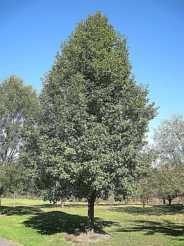 Δεν υπάρχουν άνθιση στο δέντρο αχλαδιών του Μπράντφορντ - Λόγοι για το άνθος του Μπράντφορντ