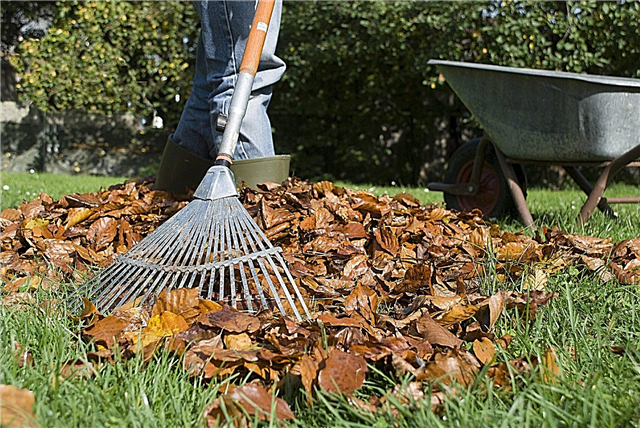 Cuidado do gramado no outono: dicas sobre cuidados com a grama no outono