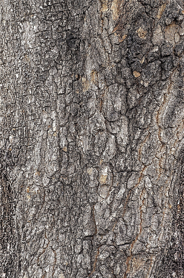 شجرة البقان تسرب النسغ: لماذا تفعل أشجار البقان بالتنقيط النسغ