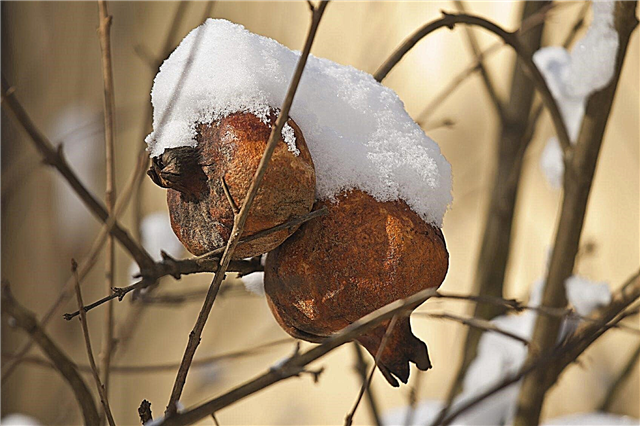 ザクロの冬のケア：冬のザクロの木の世話をする方法