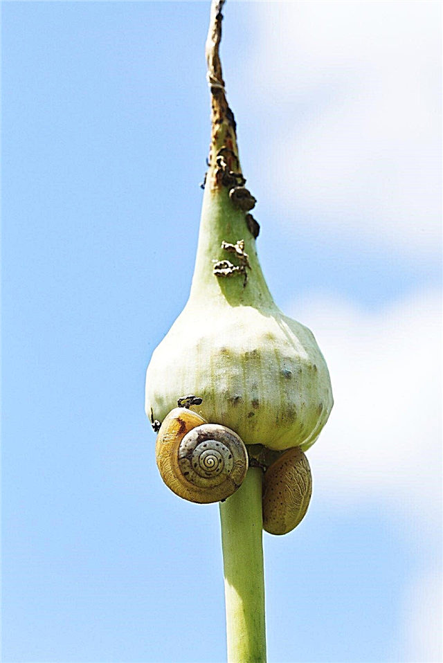 Garlic Bugs In Gardens: informatie over knoflookplanten