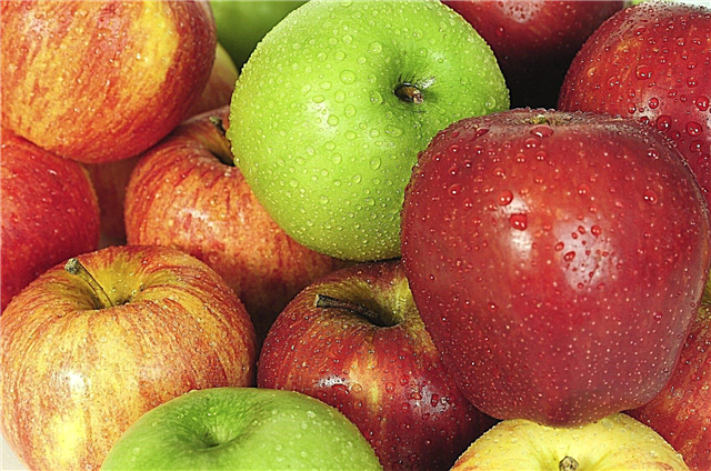 Äppelträdtyper: Vilka är några vanliga äpplesorter