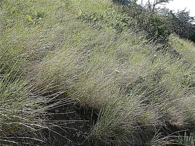 ما هو Bluebunch Wheatgrass: Bluebunch Wheatgrass Care and Information