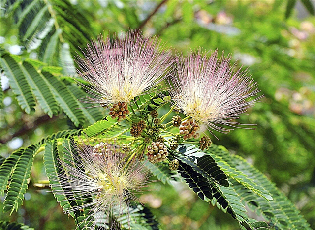 Mimosa Tree Facts: Erfahren Sie, wie Sie Mimosa Tree Weeds loswerden