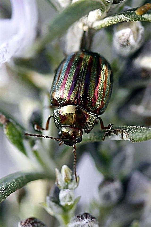 Control de escarabajos de romero: cómo matar escarabajos de romero