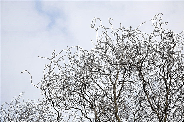 Corkscrew Willow Care: Dicas para o cultivo de uma árvore de salgueiro Curly