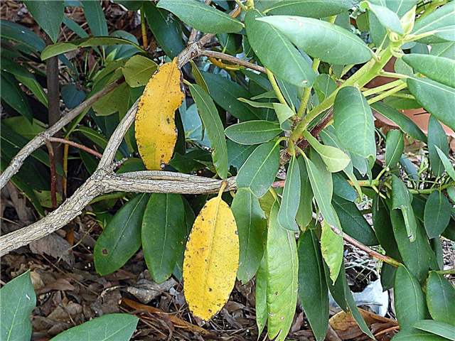 Gule Rhododendron blade: Hvorfor tænder blade gule på Rhododendron