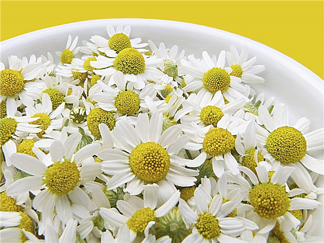 Söödavate lillede koristamine: kuidas ja millal söödavaid lilli korjata
