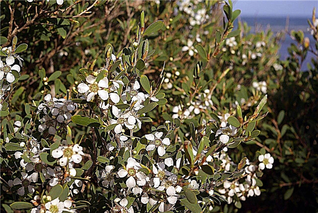 Australsk tea tree info: tip til dyrkning af et australsk tea tree