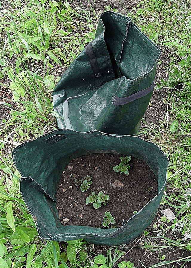 São bons para cultivar sacos: tipos de cultivar sacos para jardinagem