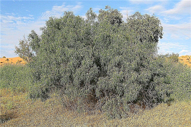 Cuidado de las plantas de emú: consejos para cultivar arbustos de emú