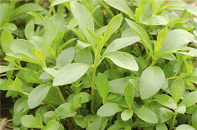 Nega rastlin Stevia: Kako in kje raste Stevia