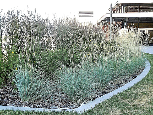Hierba de avena ornamental: cómo cultivar hierba de avena azul