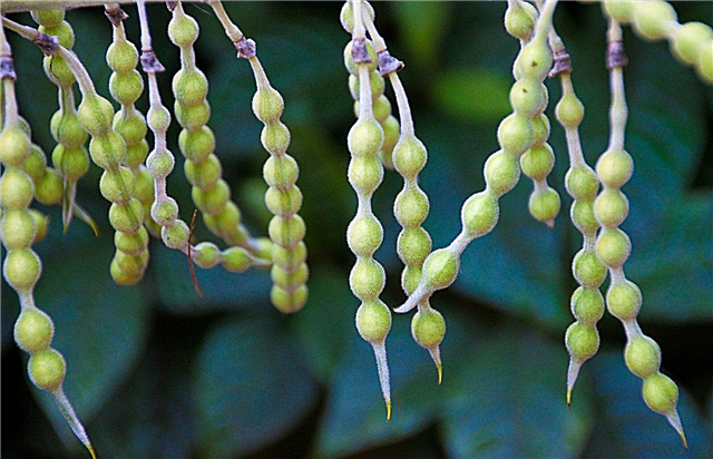 Information om halskæde pod plante - kan du dyrke halskæde pod planteplanter