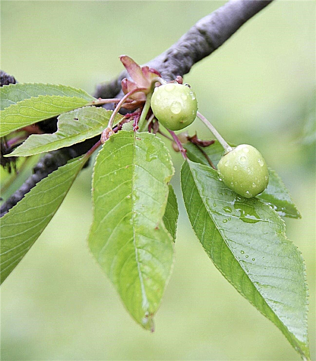Diluindo Cerejeiras: Aprenda Como e Quando Diluir Cerejas