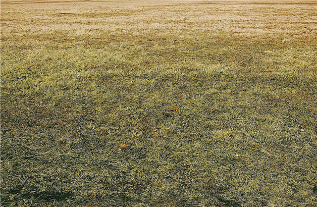 Chăm sóc cỏ vàng: Lý do và cách khắc phục cho bãi cỏ vàng