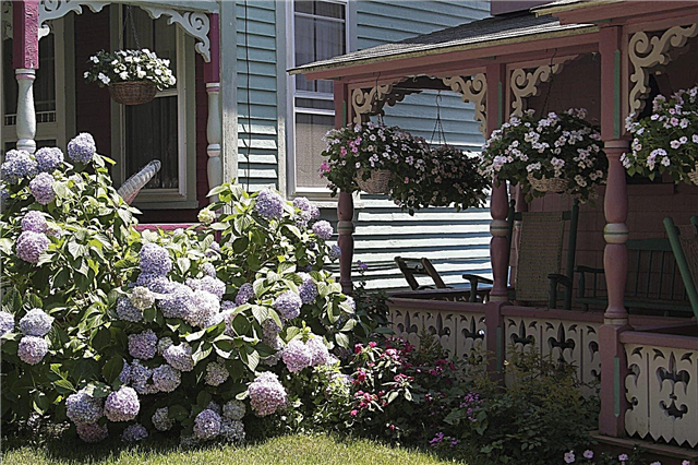 Sončne tolerantne hidrangeje: Tolerantne hortenzije za vrtove