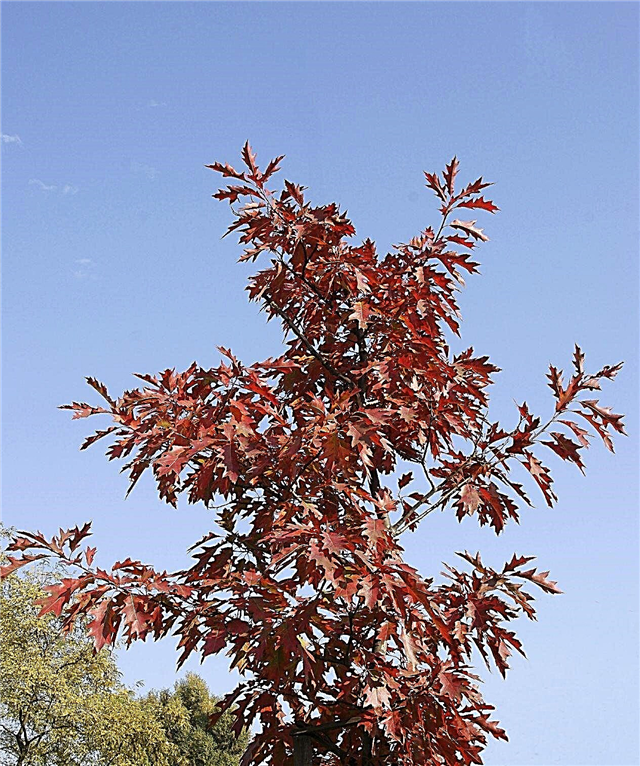 معلومات عن شجرة البلوط الأحمر: كيف تنمو شجرة البلوط الأحمر