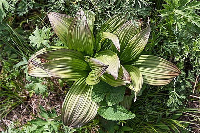 ما هو Hellebore الكاذب - تعرف على نباتات الوخزة الهندية