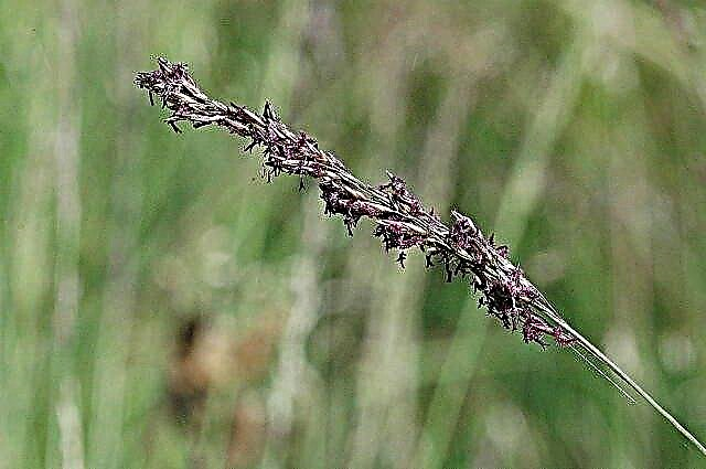 Violetti Moor Grass - Kuinka kasvattaa Moor Grass