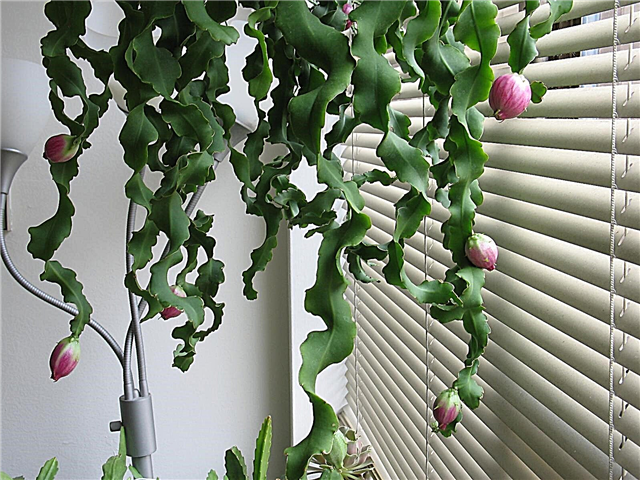 Información del cactus epiphyllum - Cómo cultivar cactus de cerraduras rizadas