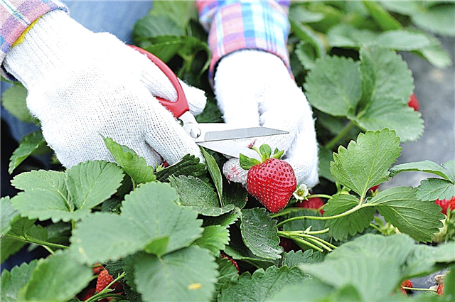 Allergies aux fraises: ce qui cause une éruption cutanée causée par la cueillette de fraises