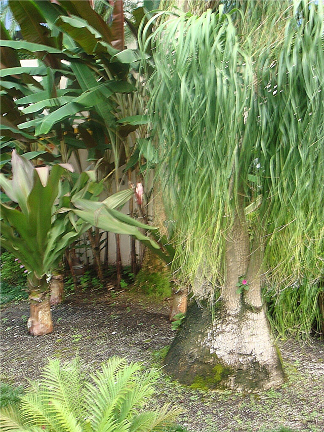 Îngrijirea palmierului în aer liber: Poți planta palmele de ponytail în exterior